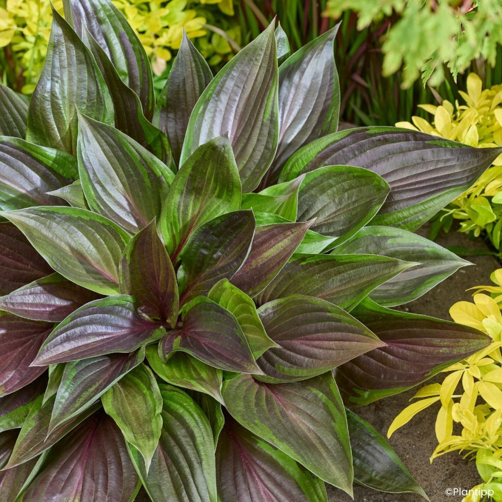 Hosta Red Ninja - Garten-Funkie