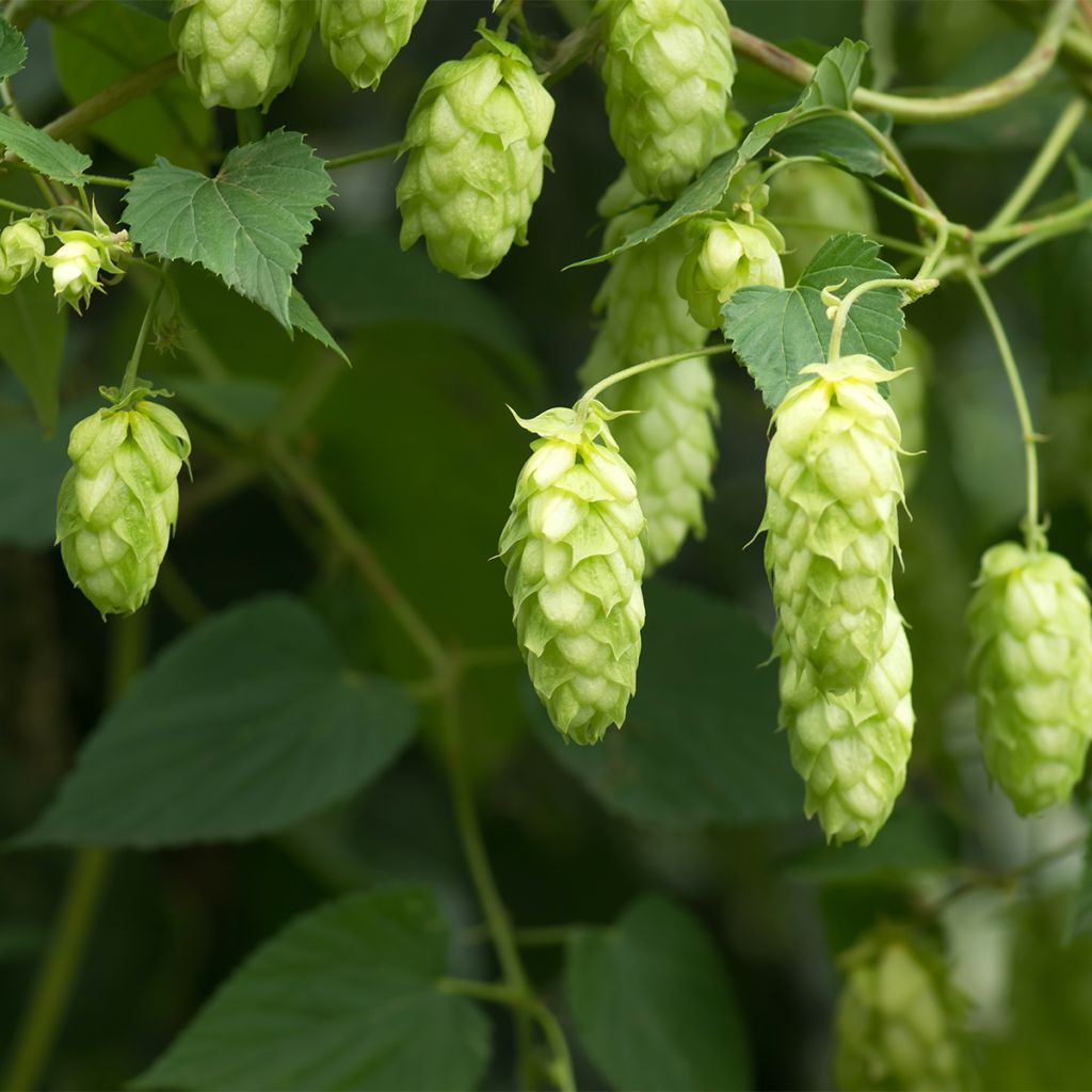 Humulus lupulus Jupiter - Hopfen