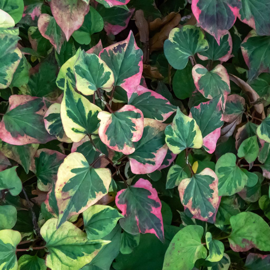 Houttuynia cordata Chameleon - Eidechsenschwanz