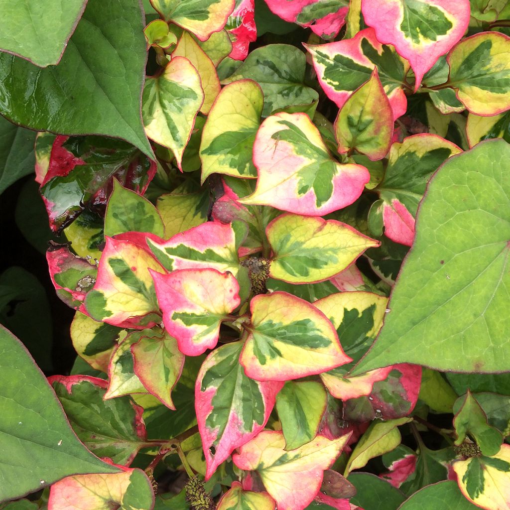 Houttuynia cordata Chameleon - Eidechsenschwanz