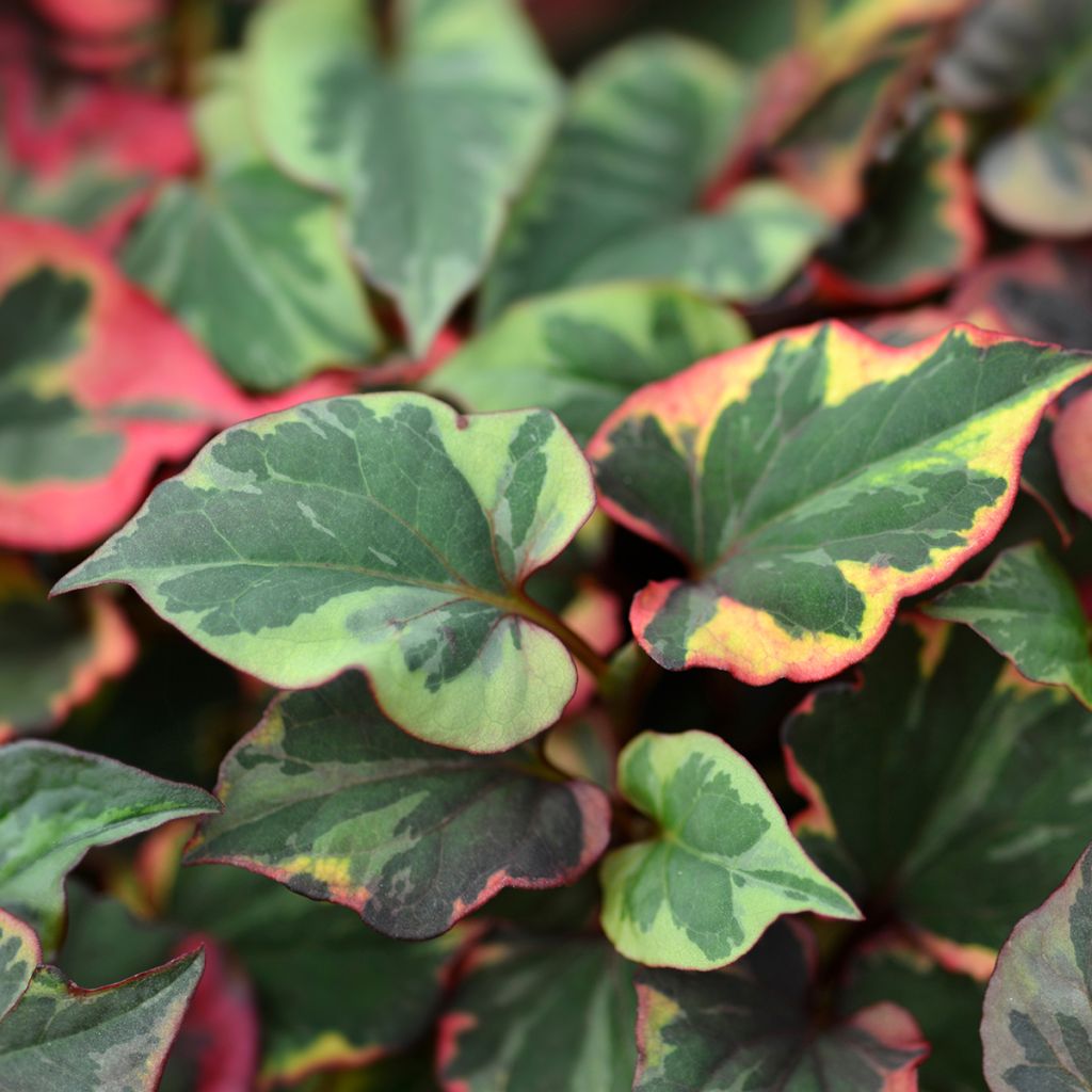 Houttuynia cordata Chameleon - Eidechsenschwanz