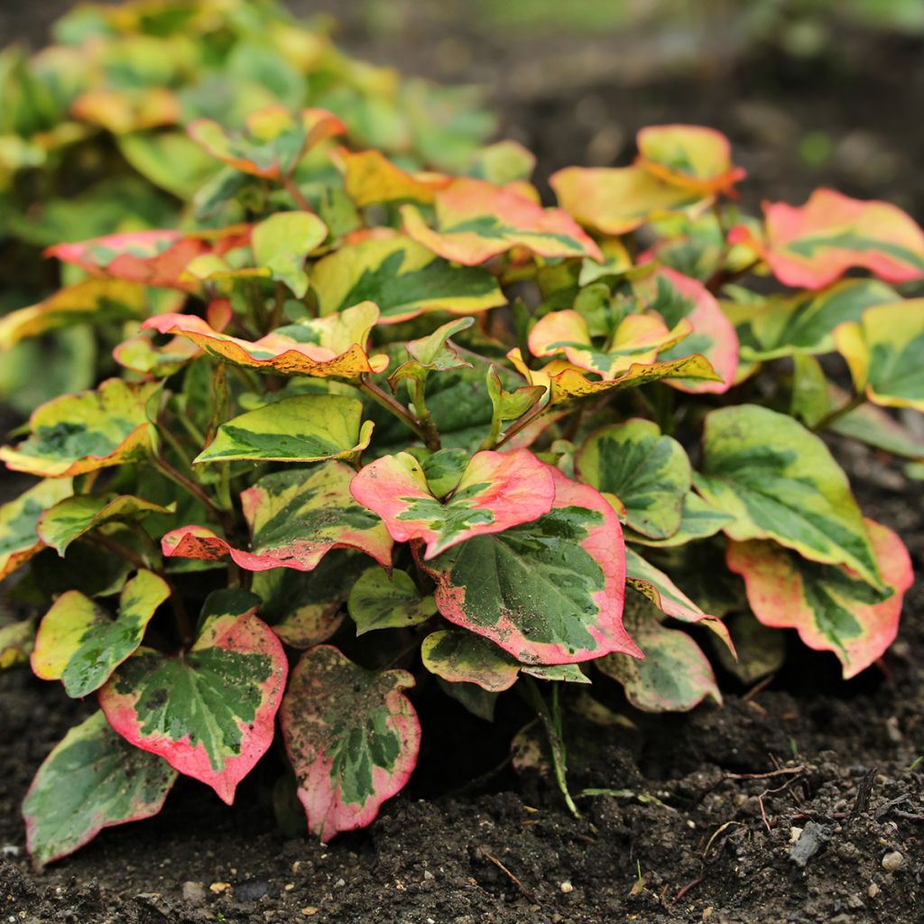 Houttuynia cordata Chameleon - Eidechsenschwanz