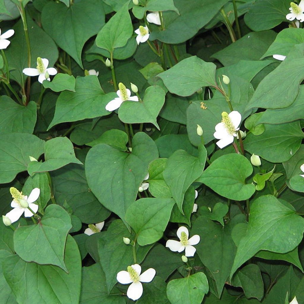 Houttuynie - Houttuynia cordata