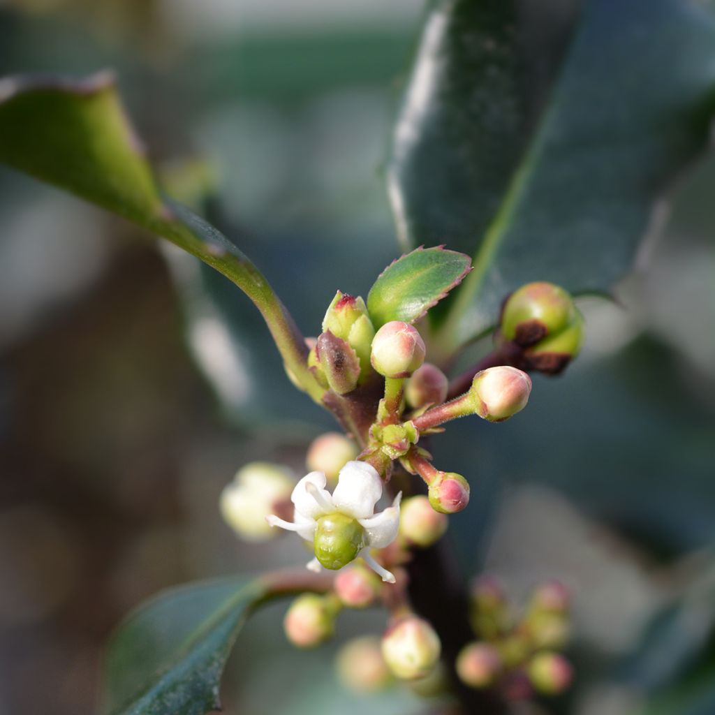 Stechpalme Blue Angel - Ilex meserveae