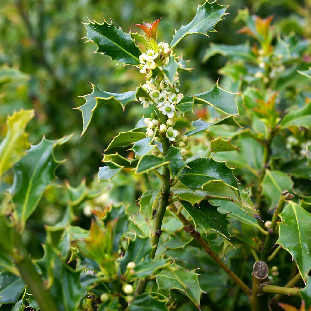 Stechpalme Alaska - Ilex aquifolium