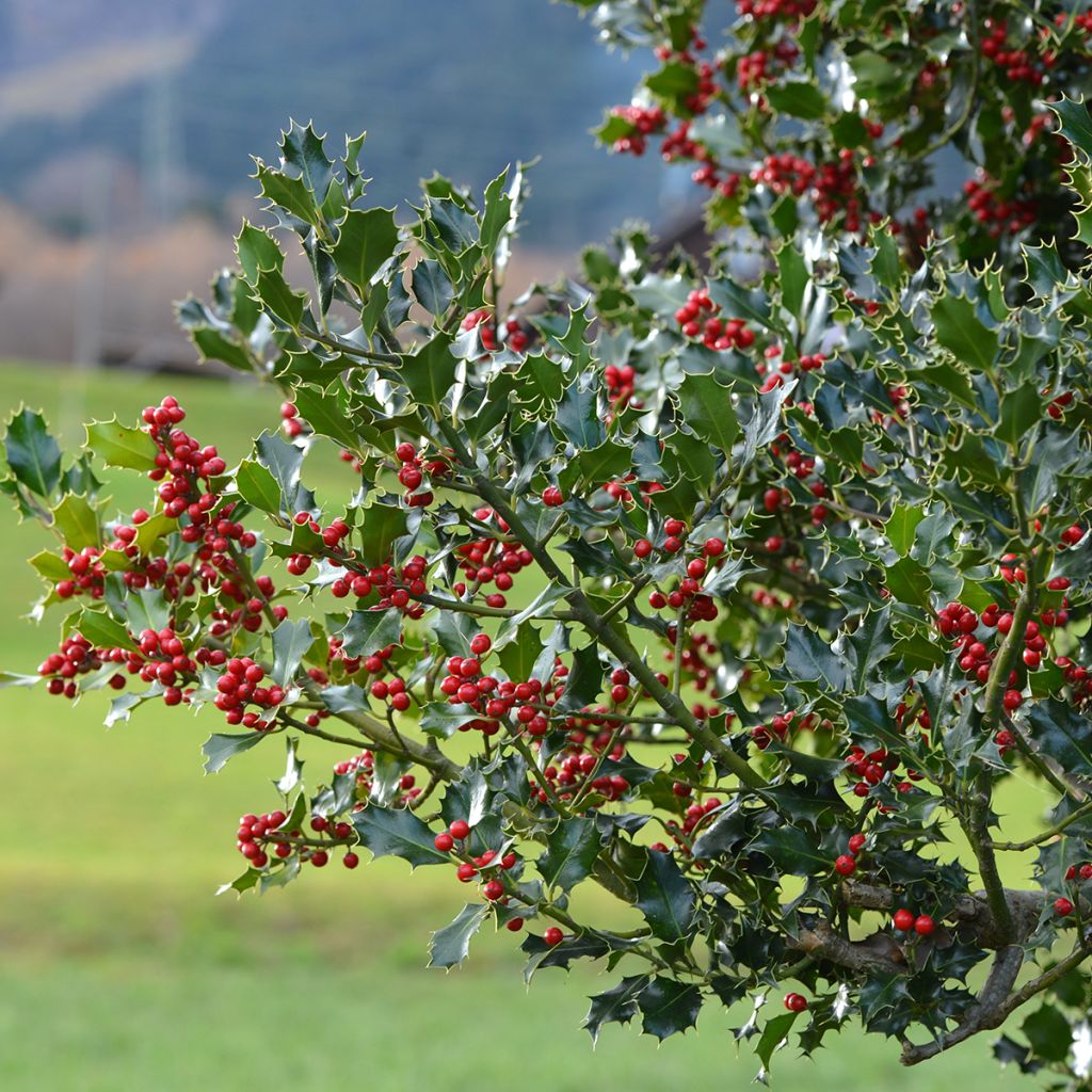 Europäische Stechpalme - Ilex aquifolium