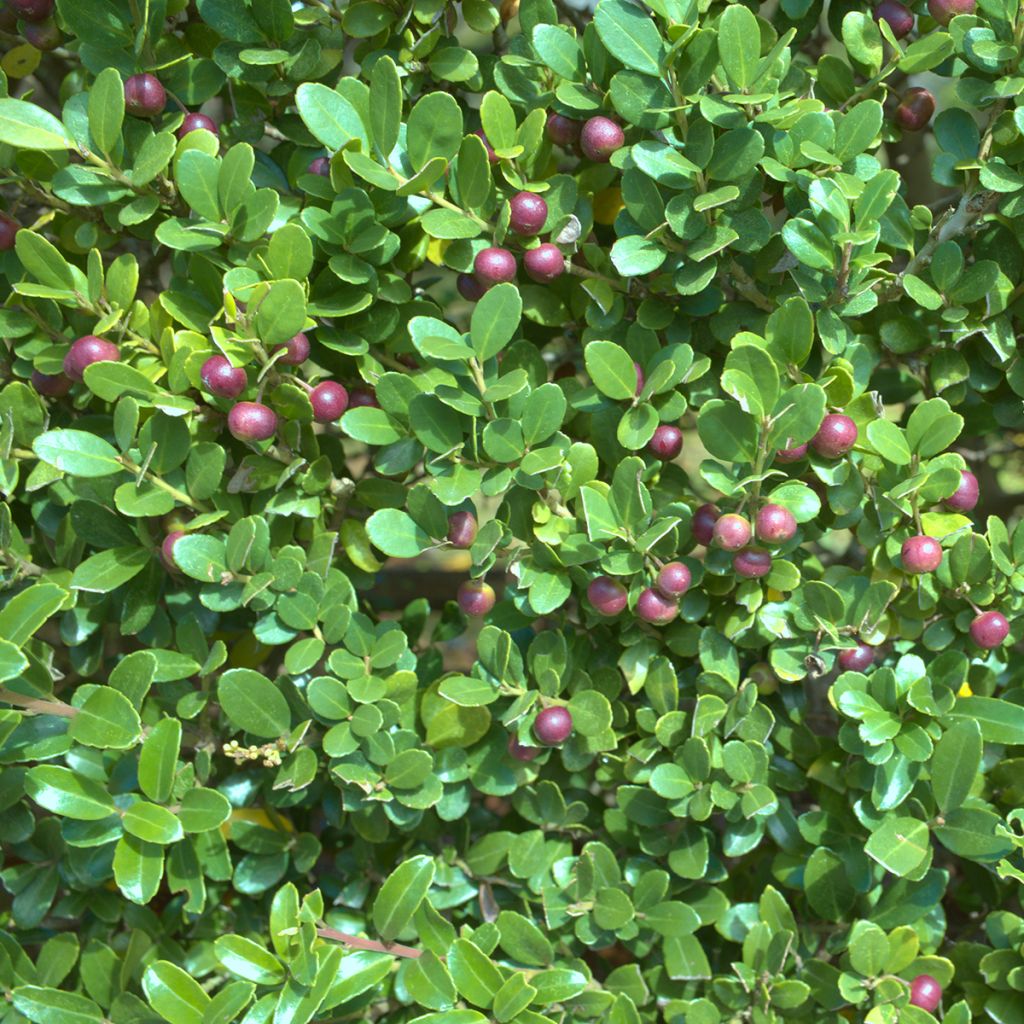 Japanische Stechpalme Green Hedge - Ilex crenata
