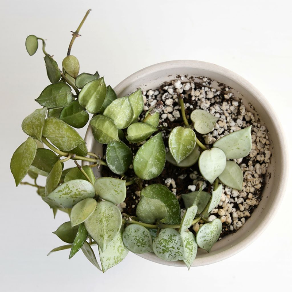 Hoya Eskimo - Porzellanblume