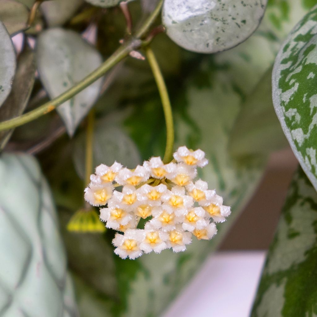 Hoya Eskimo - Porzellanblume