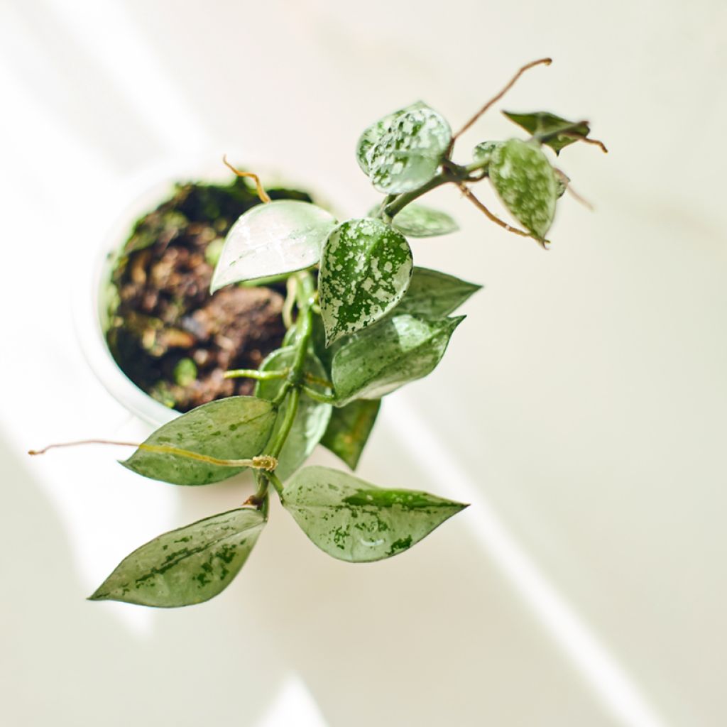 Hoya Eskimo - Porzellanblume