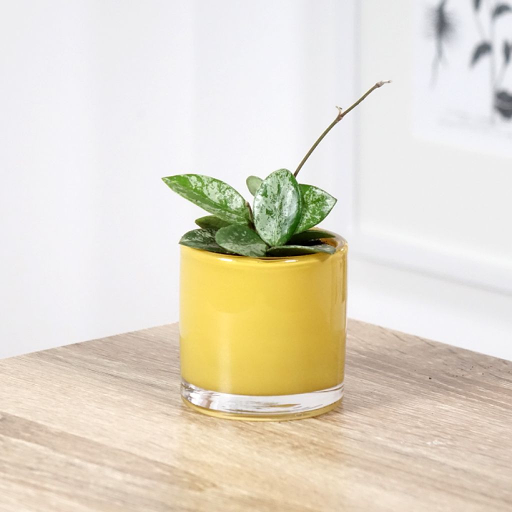 Hoya Mathilde Splash - Porzellanblume