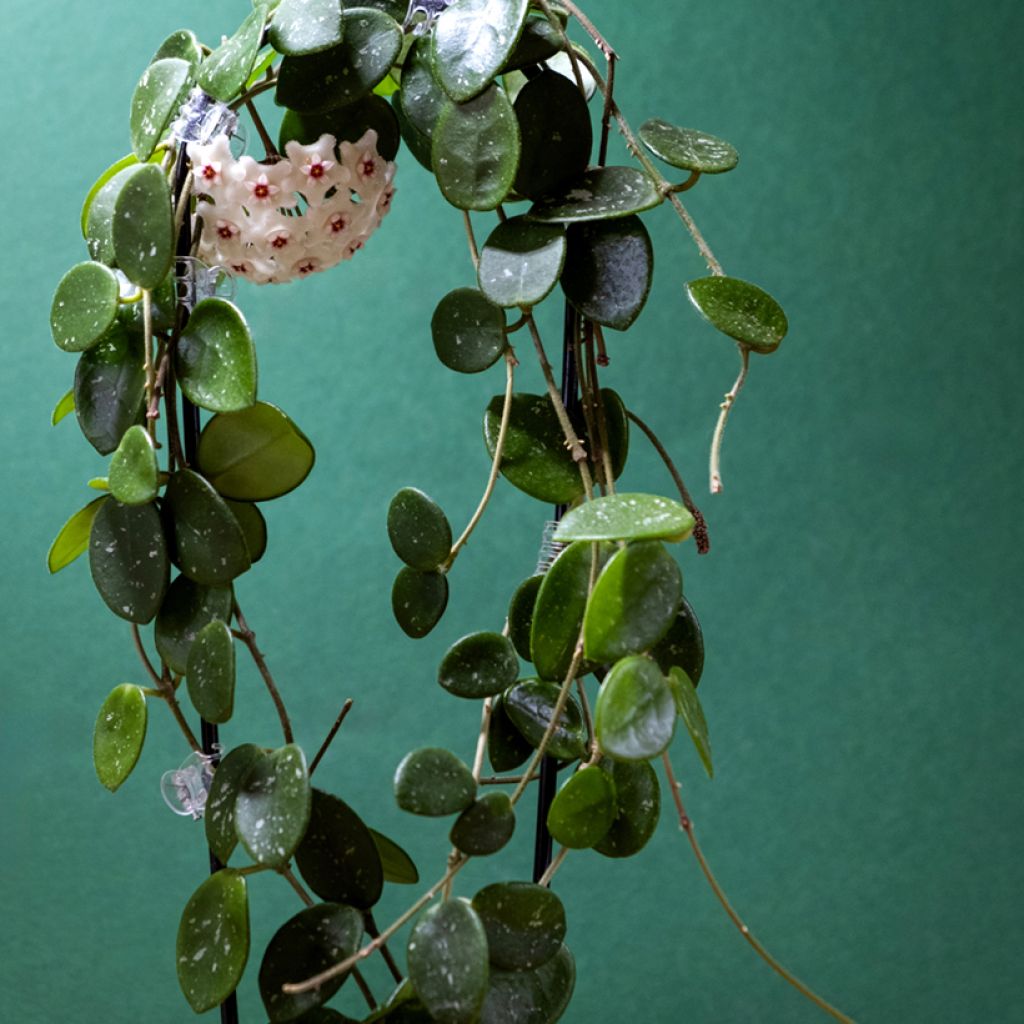 Hoya Mathilde Splash - Porzellanblume