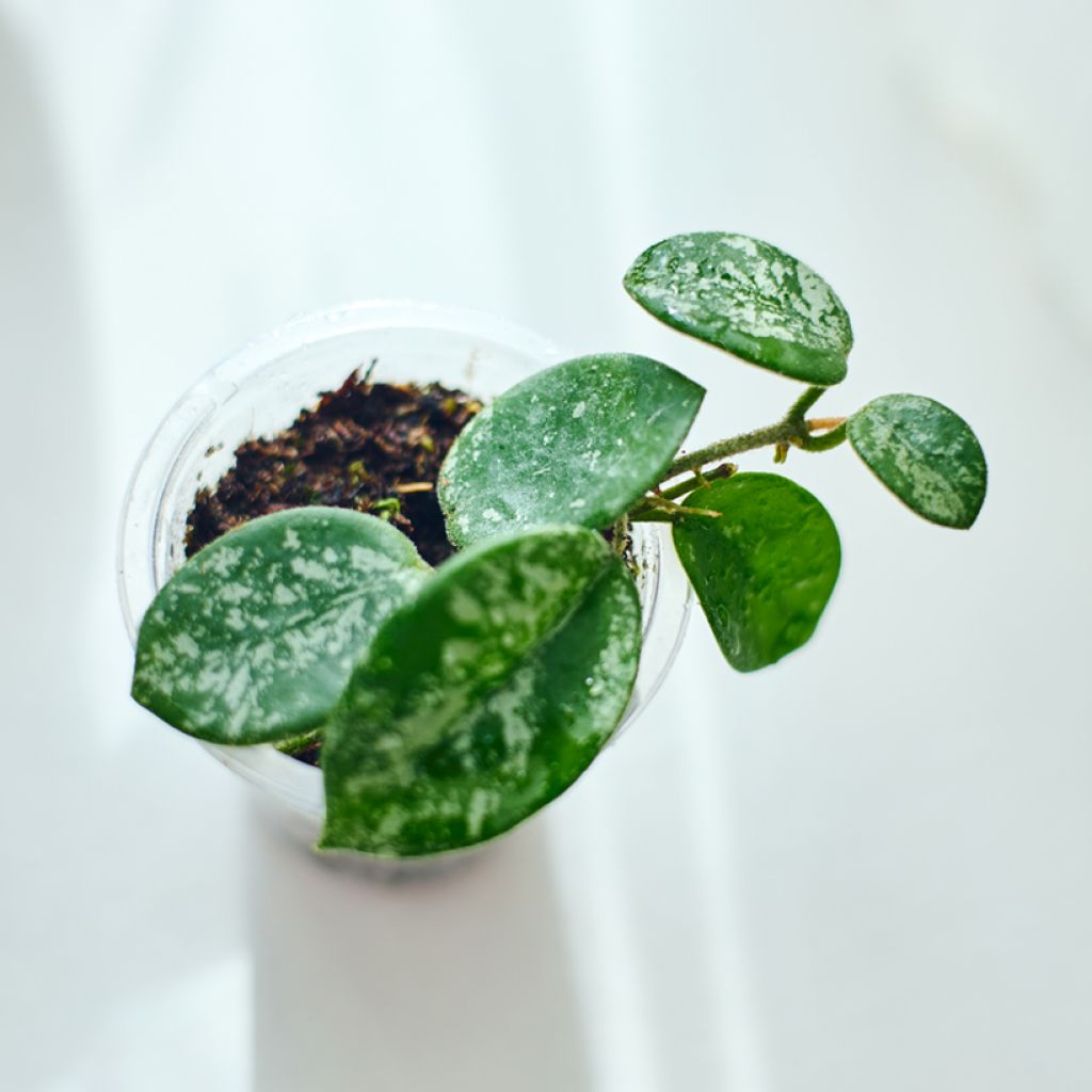 Hoya Mathilde Splash - Porzellanblume