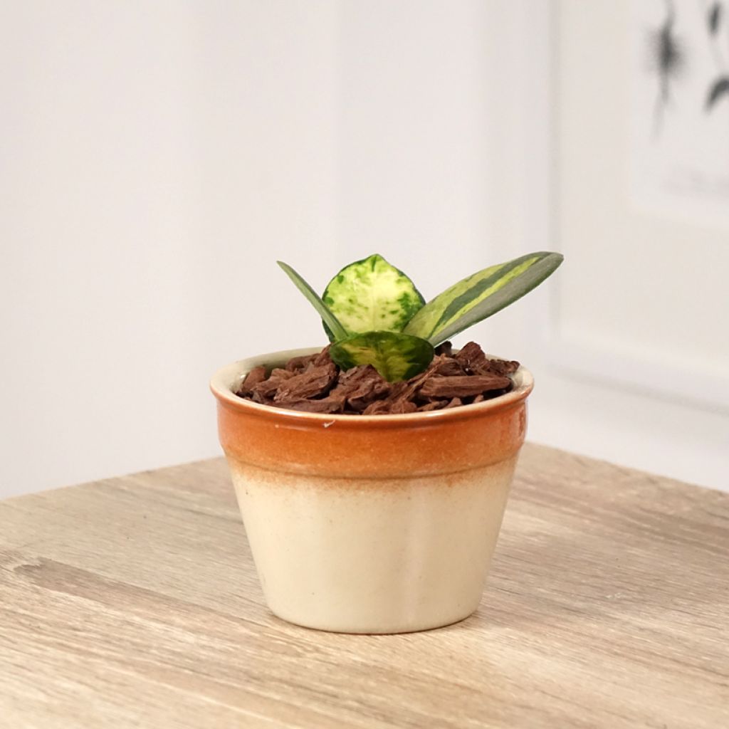 Hoya australis Tricolor - Porzellanblume