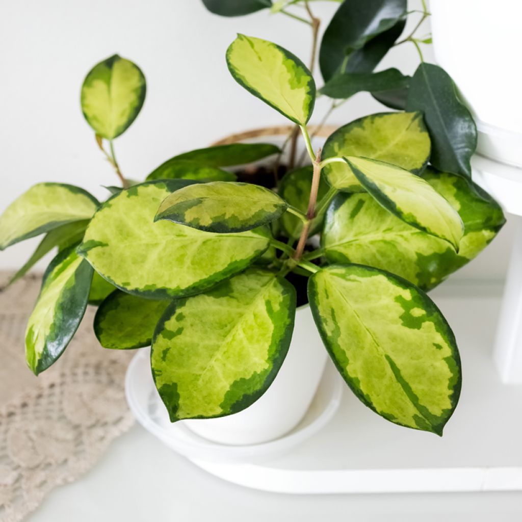 Hoya australis Tricolor - Porzellanblume