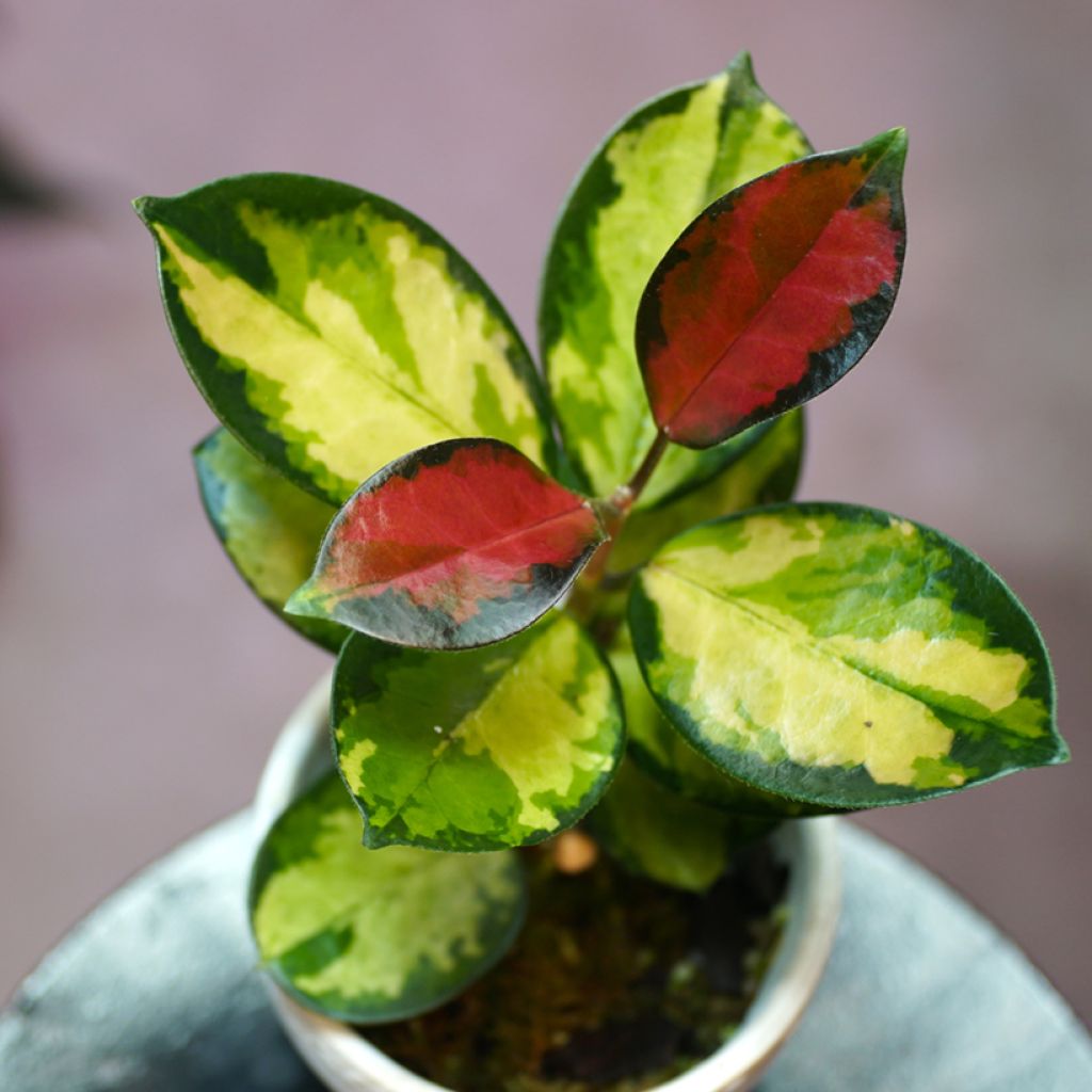 Hoya australis Tricolor - Porzellanblume