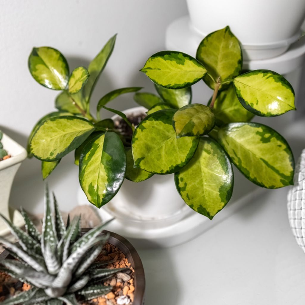 Hoya australis Tricolor - Porzellanblume