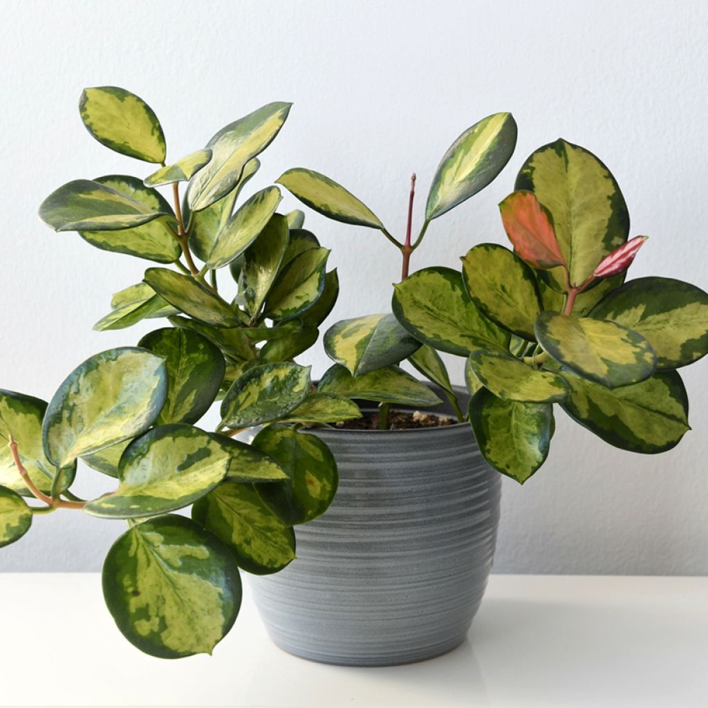 Hoya australis Tricolor - Porzellanblume