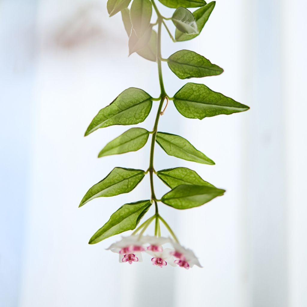 Hoya bella - Porzellanblume
