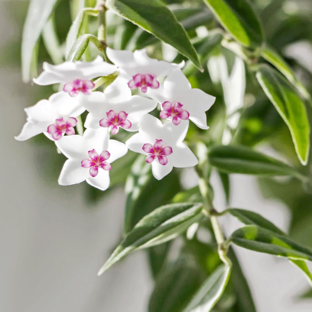 Hoya bella - Porzellanblume