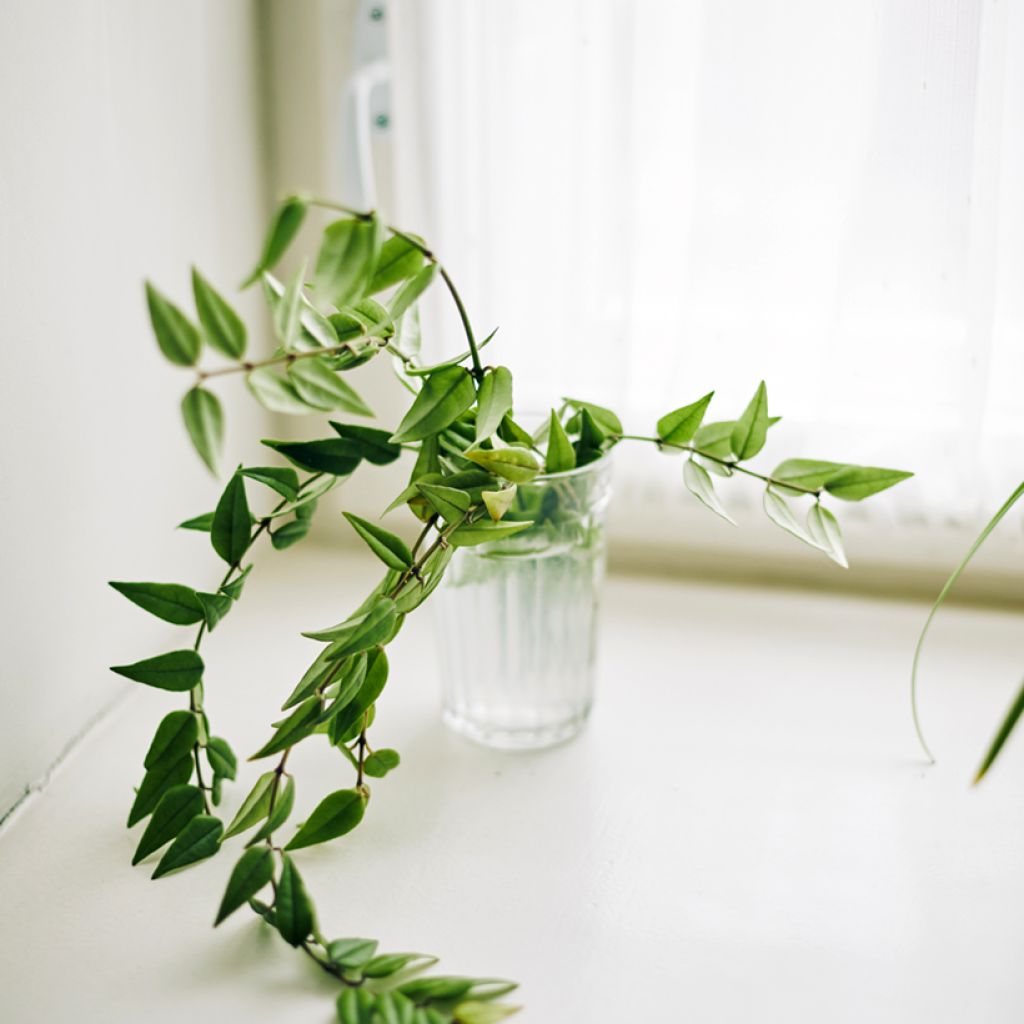 Hoya bella - Porzellanblume