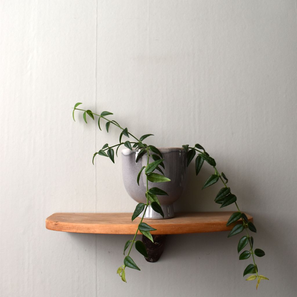 Hoya bella - Porzellanblume