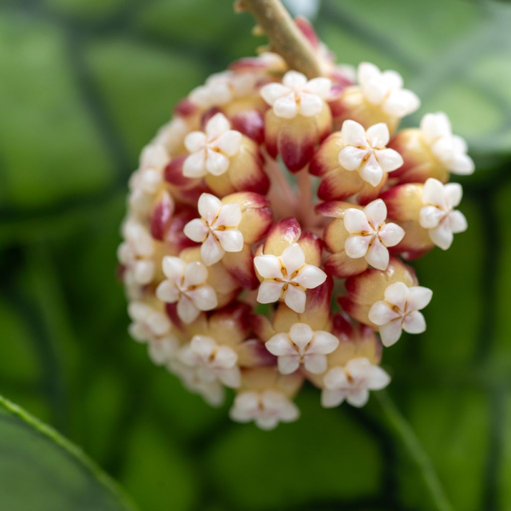 Hoya callistophylla - Porzellanblume