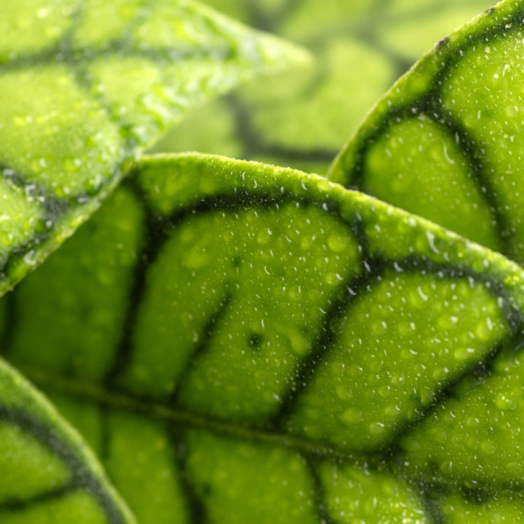 Hoya callistophylla - Porzellanblume