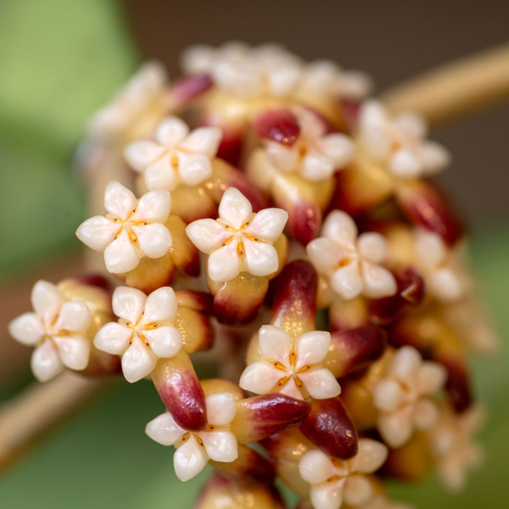 Hoya callistophylla - Porzellanblume