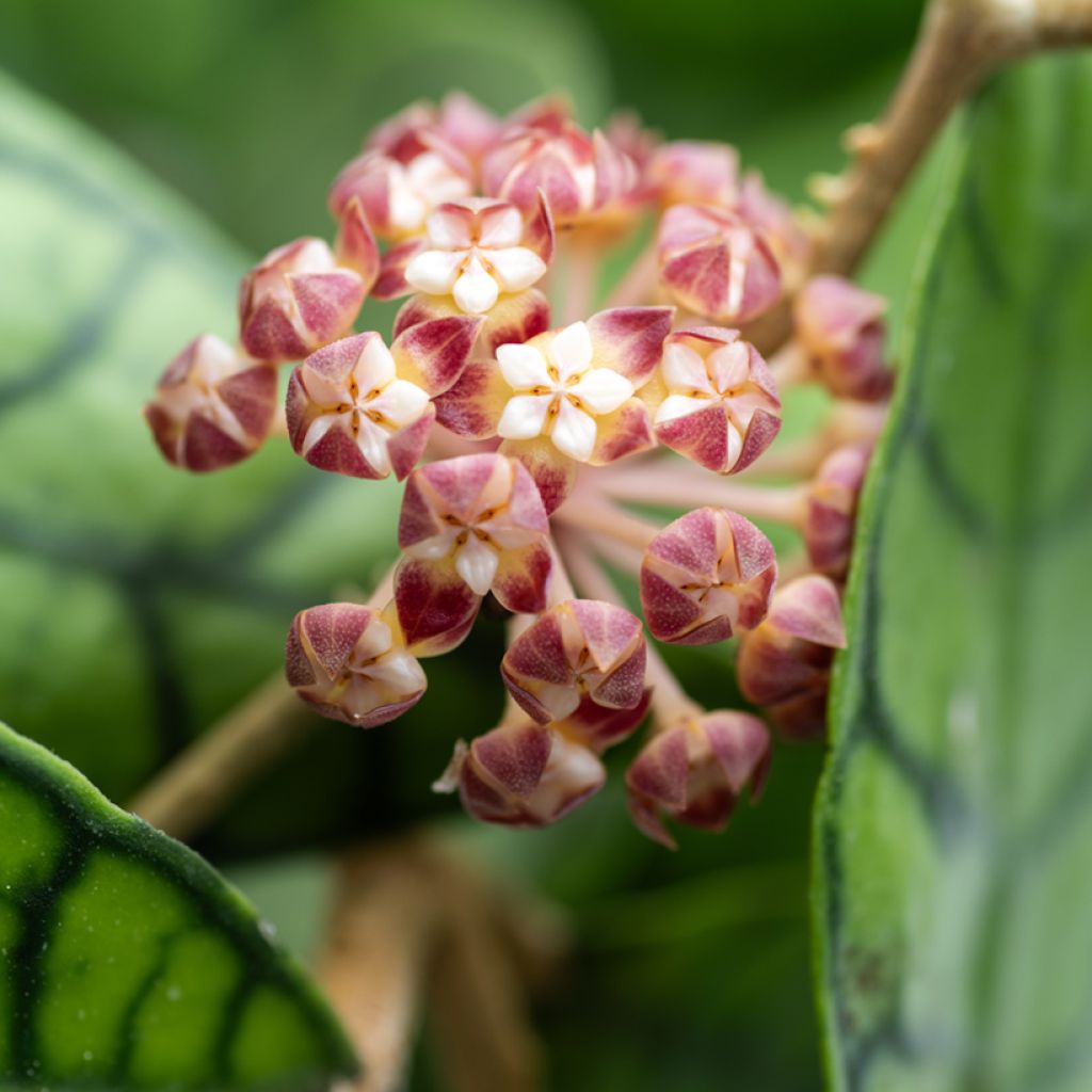 Hoya callistophylla - Porzellanblume