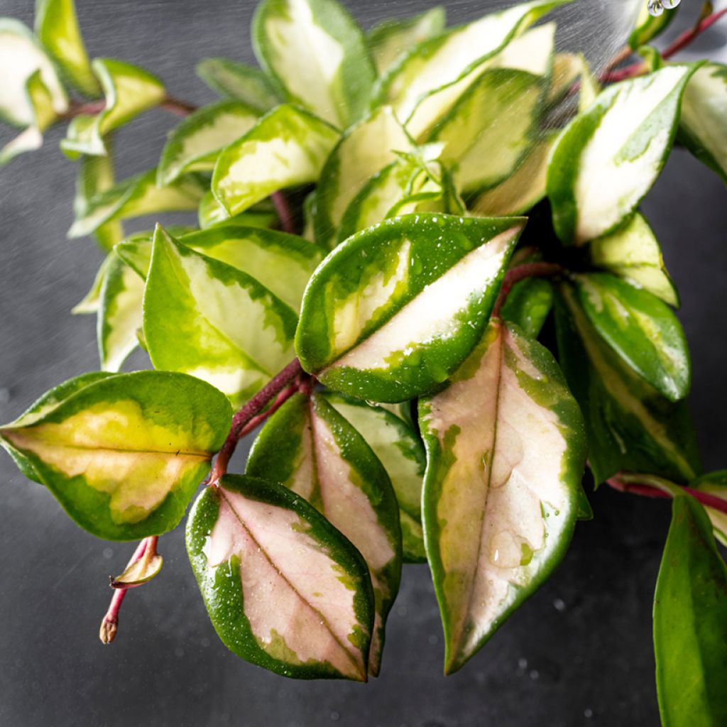 Hoya carnosa Tricolor - Porzellanblume