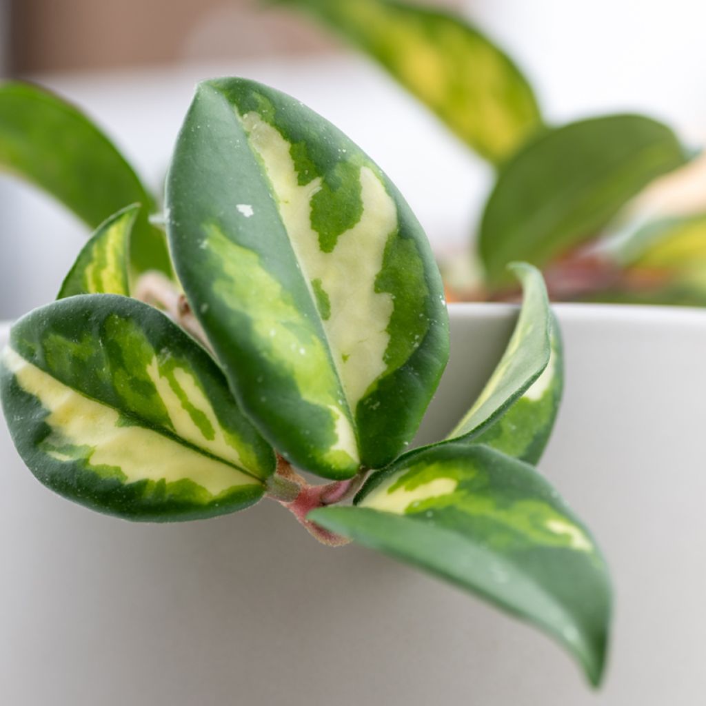 Hoya carnosa Tricolor - Porzellanblume