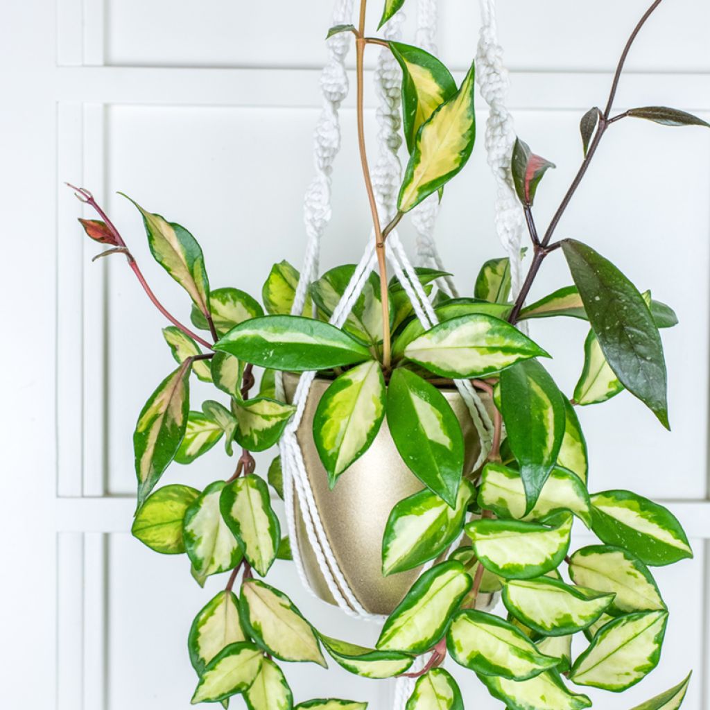 Hoya carnosa Tricolor - Porzellanblume