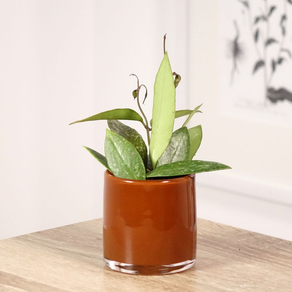 Hoya gracilis - Porzellanblume