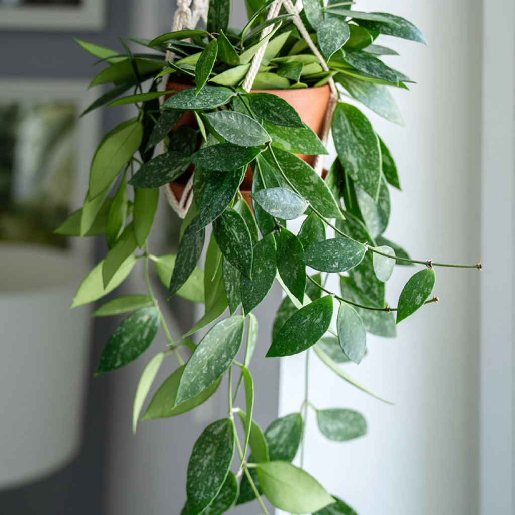 Hoya gracilis - Porzellanblume