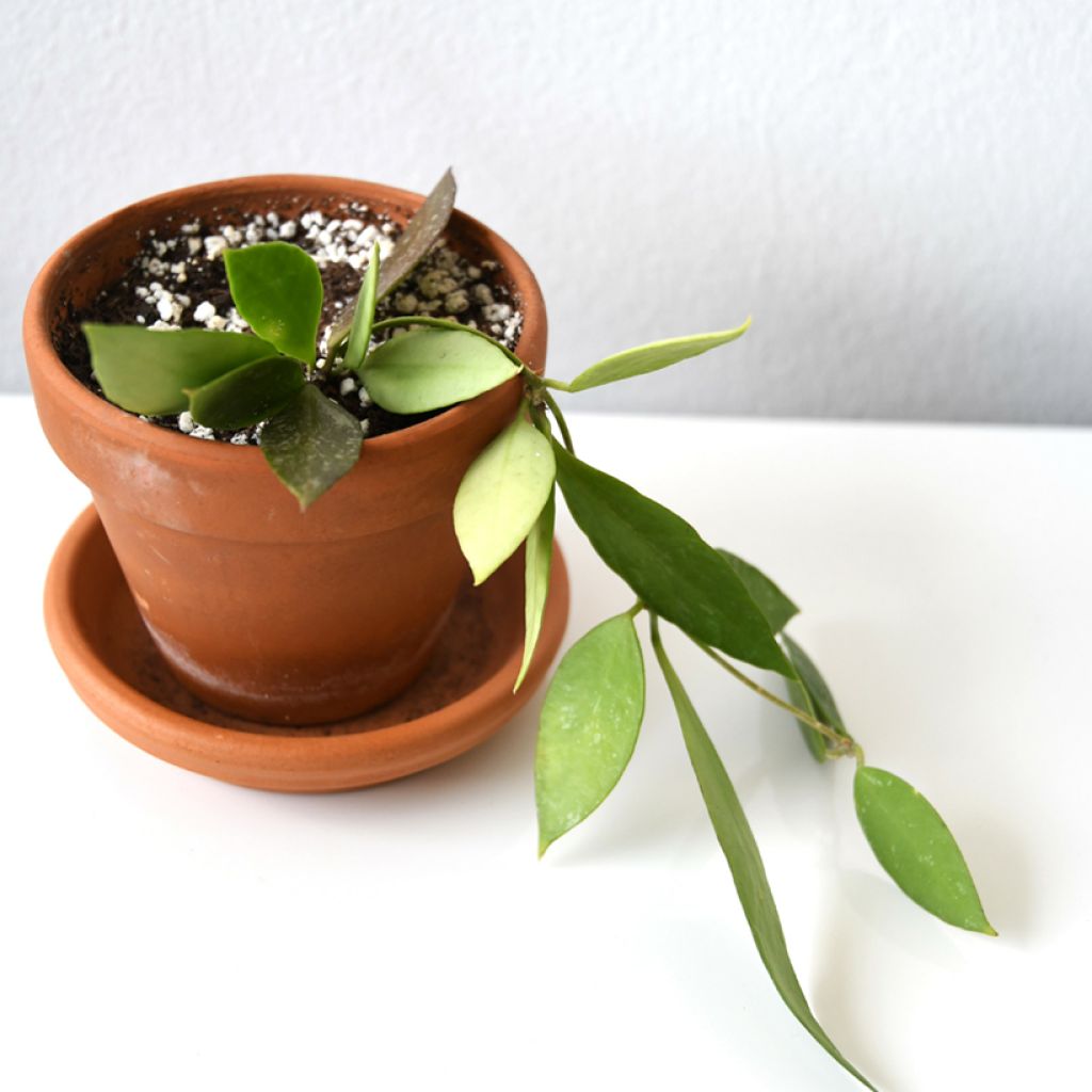 Hoya gracilis - Porzellanblume