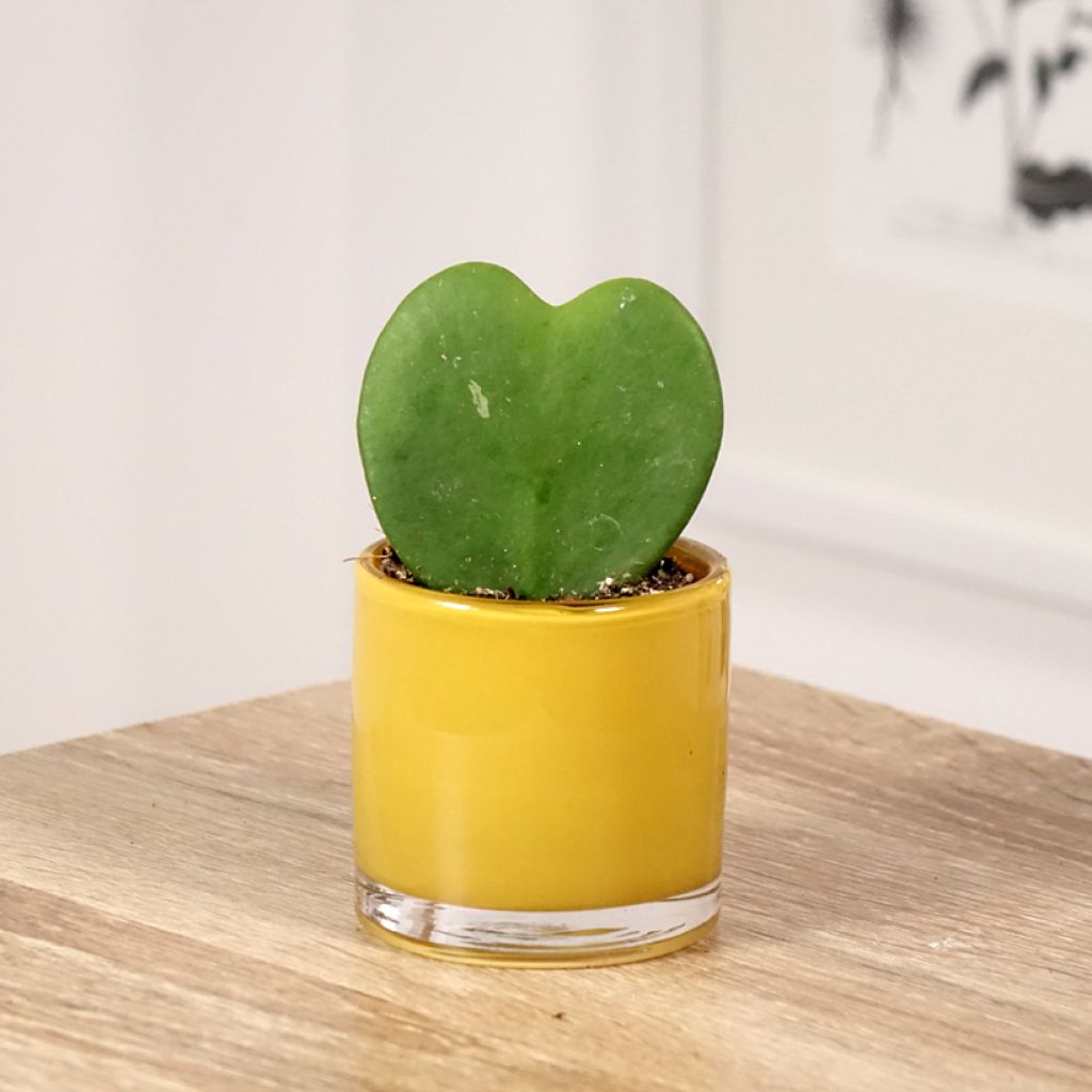 Hoya kerrii - Herzblatt-Pflanze