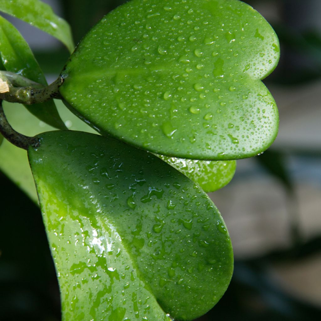 Hoya kerrii - Herzblatt-Pflanze