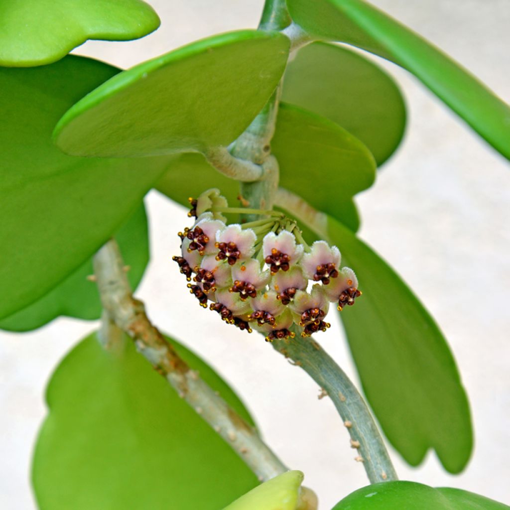 Hoya kerrii - Herzblatt-Pflanze