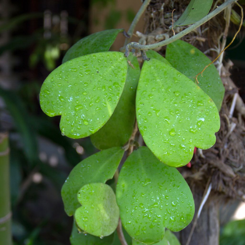 Hoya kerrii - Herzblatt-Pflanze