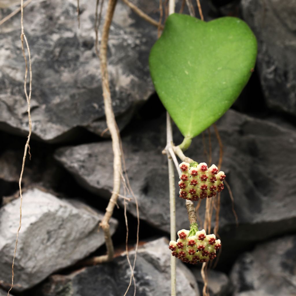 Hoya kerrii - Herzblatt-Pflanze