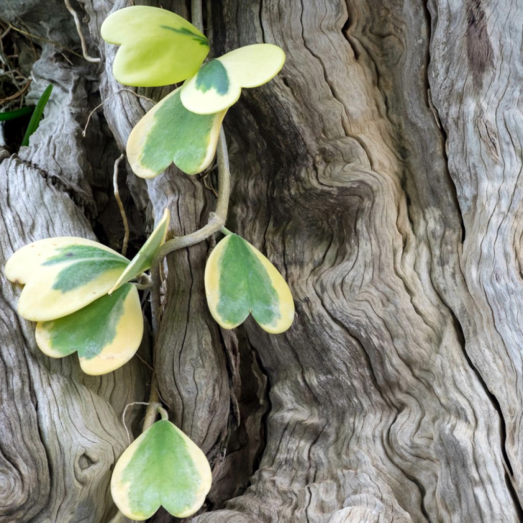 Hoya kerrii Variegata - Herzblatt-Pflanze