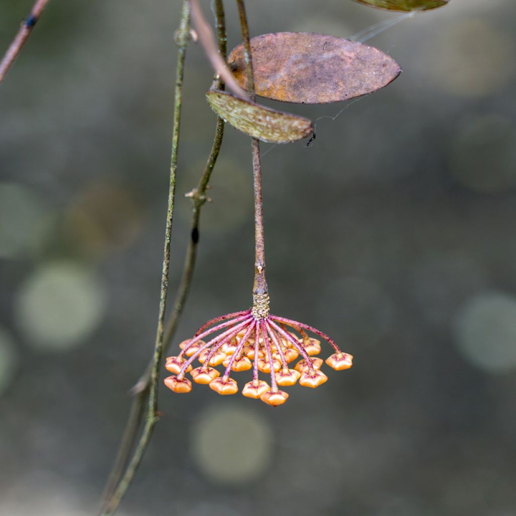 Hoya sigillatis - Porzellanblume