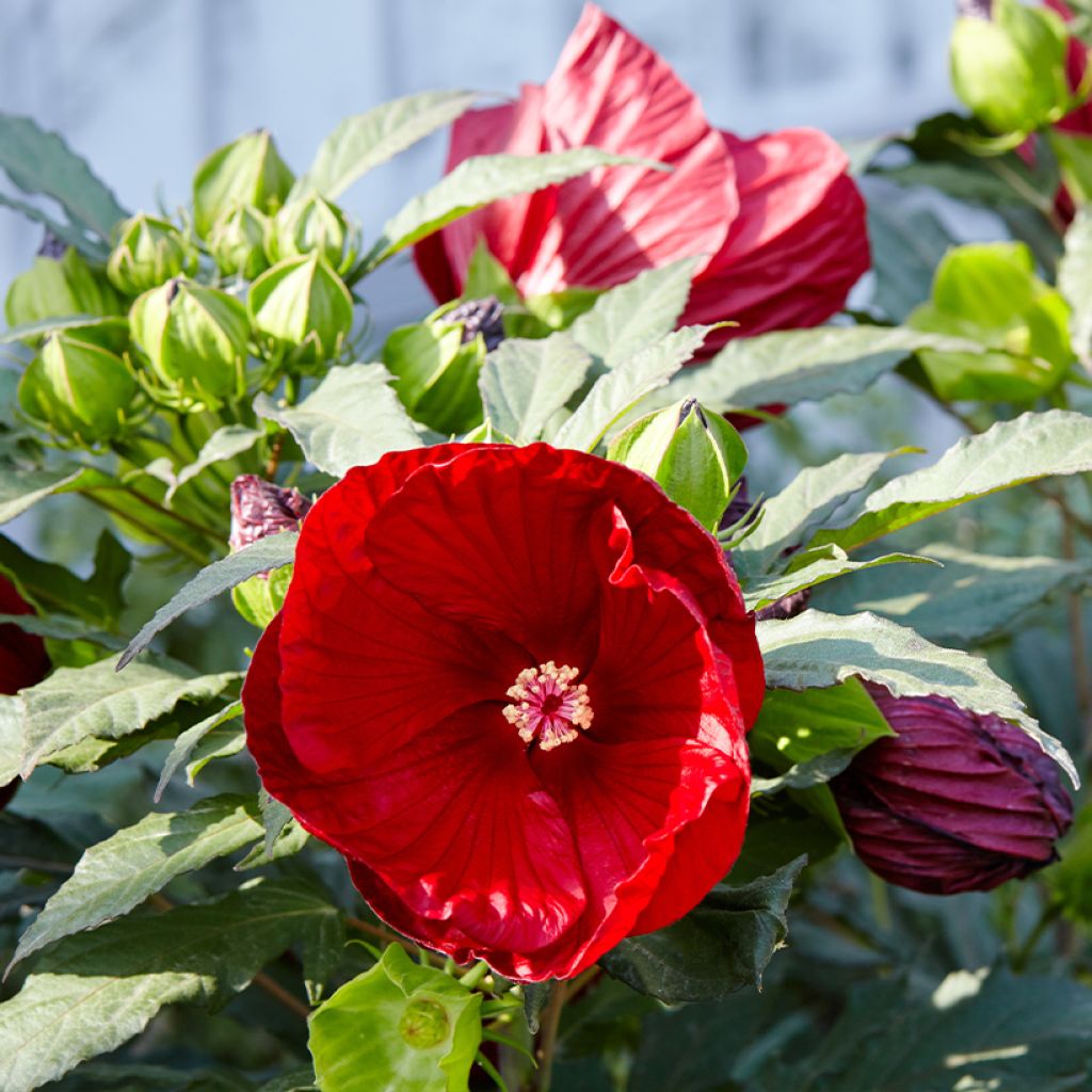 Hibiscus moscheutos Rouge