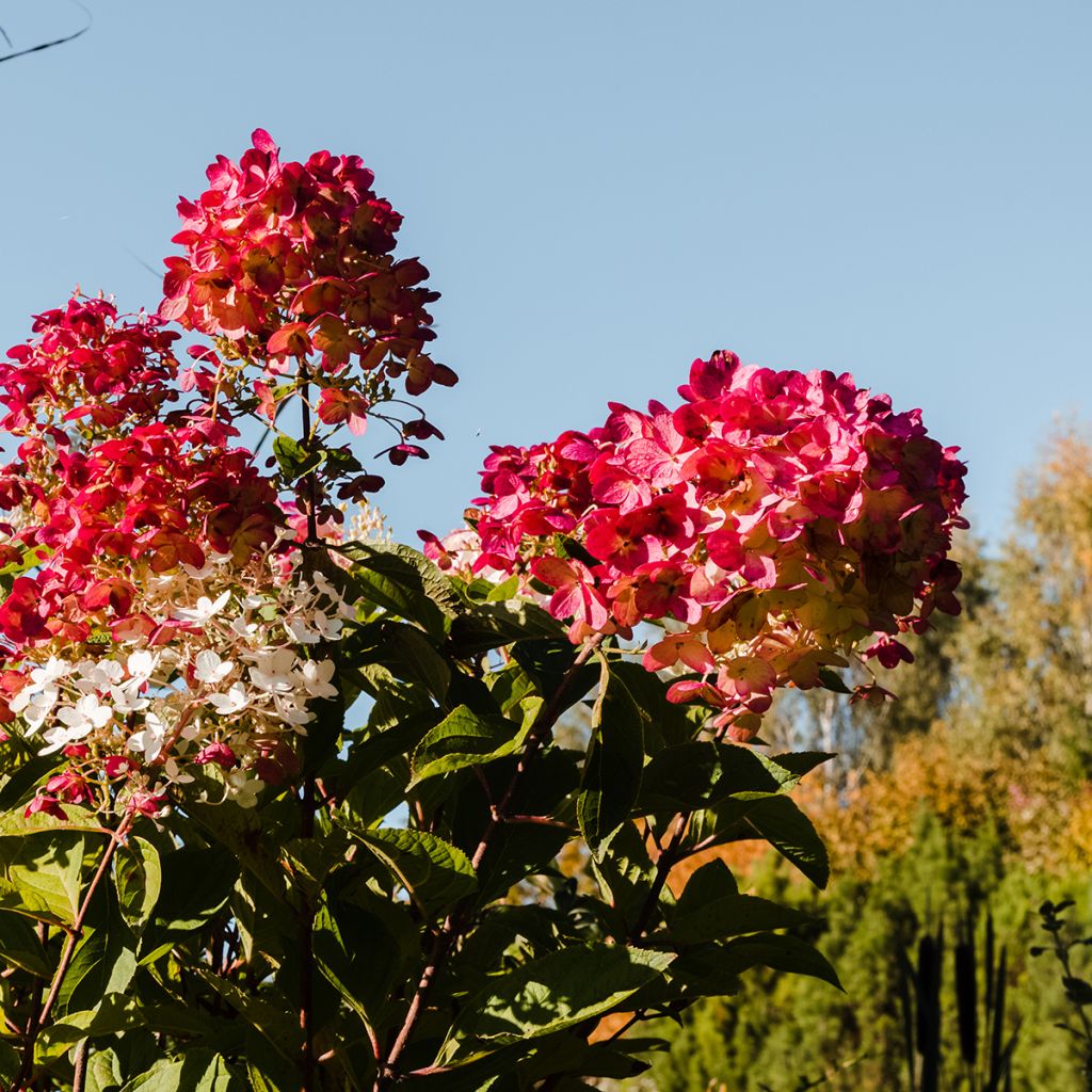 Rispenhortensie Magical Fire - Hydrangea paniculata