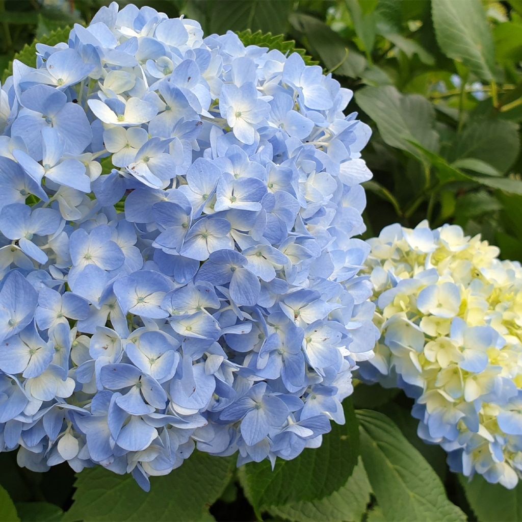 Hydrangea macrophylla Ankong - Bauernhortensie