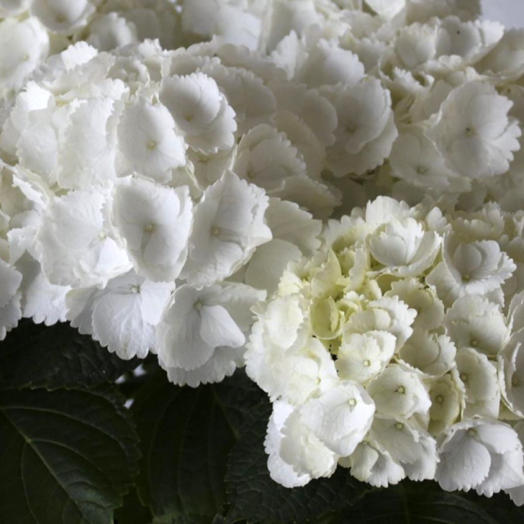 Hydrangea macrophylla Everbloom® White Wonder - Bauernhortensie
