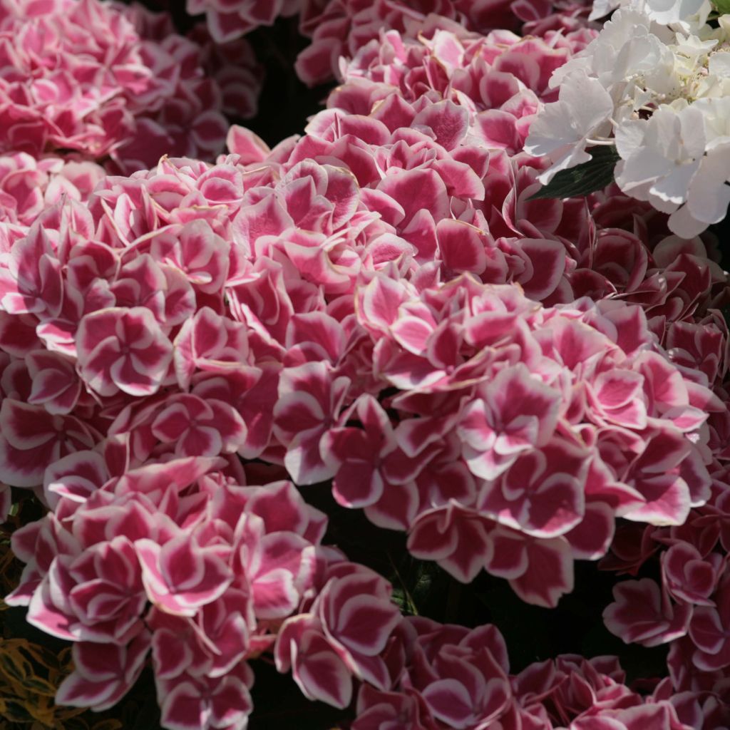 Hydrangea macrophylla Red Ace - Bauernhortensie
