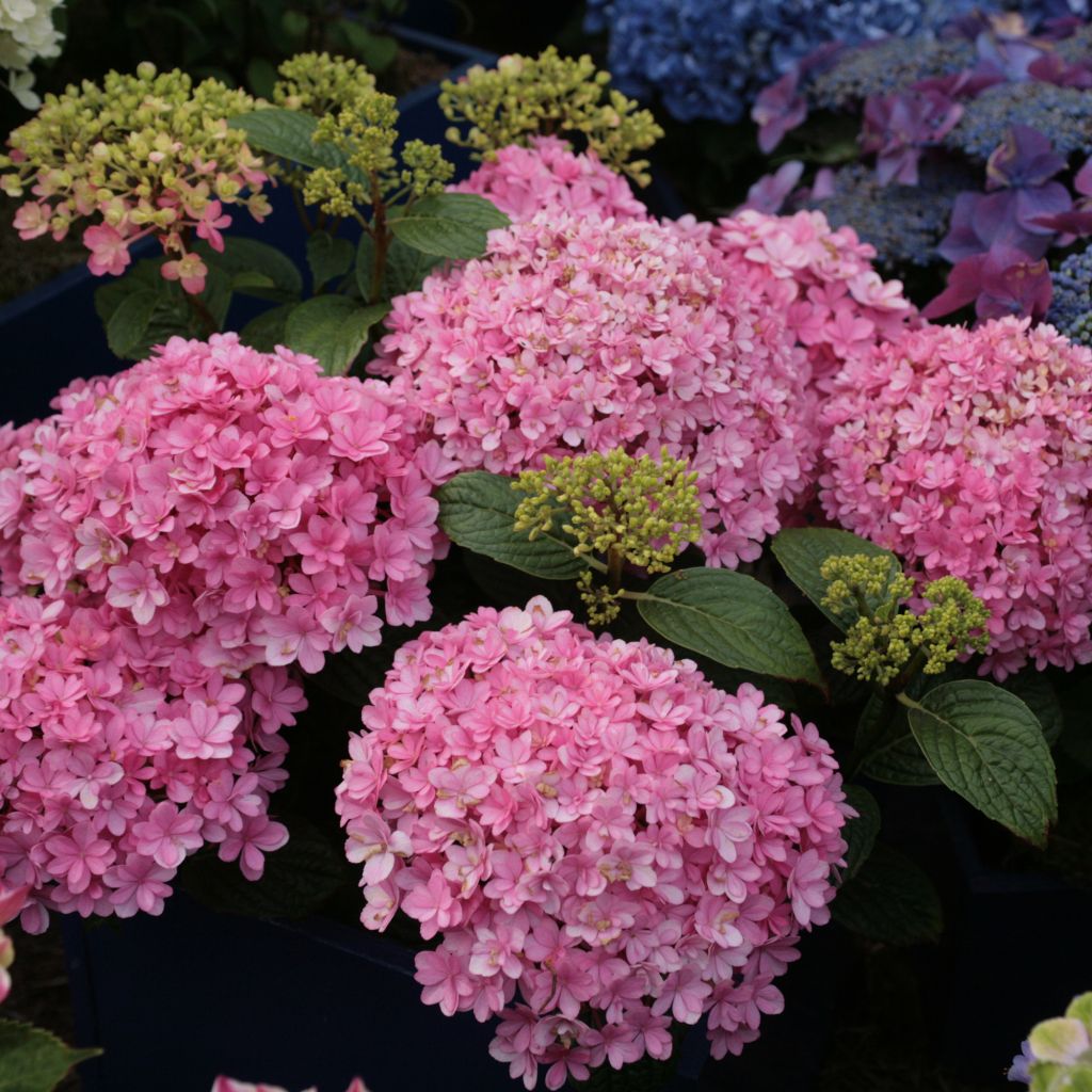 Hydrangea macrophylla Umbrella - Bauernhortensie