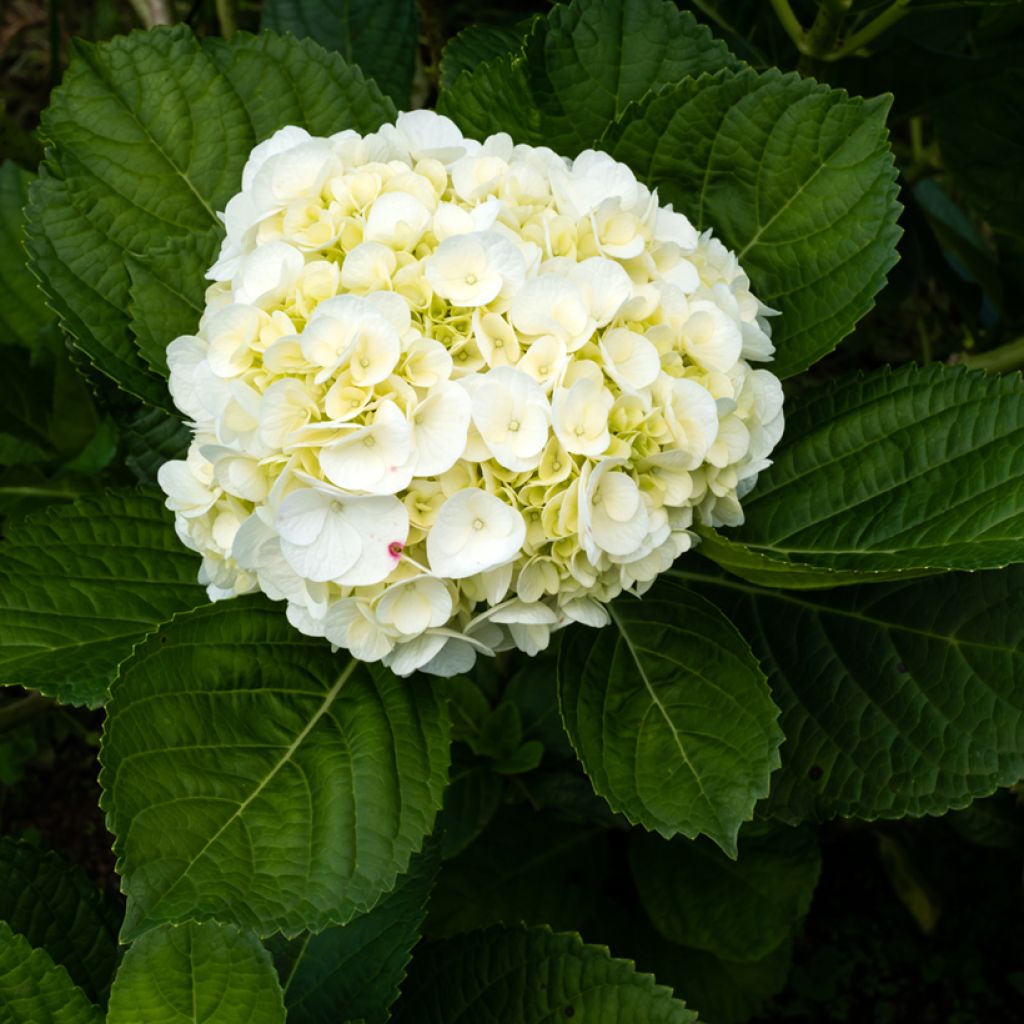 Hydrangea macrophylla Wudu - Bauernhortensie